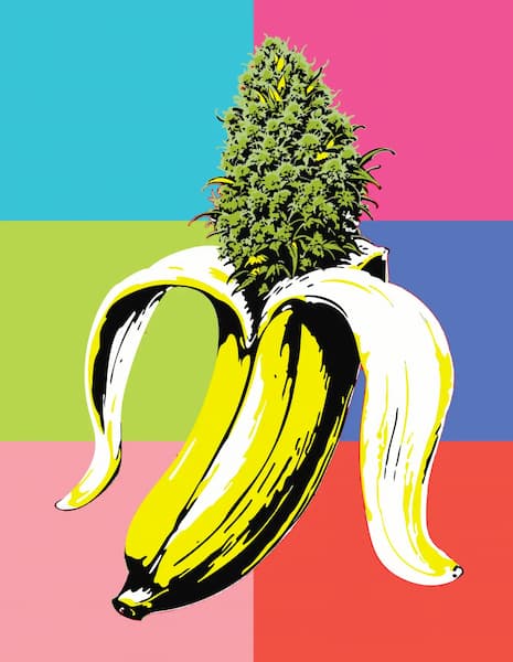 Banana OG Auto > Humboldt Seed Company | Autoflowering Cannabis   |  Sativa